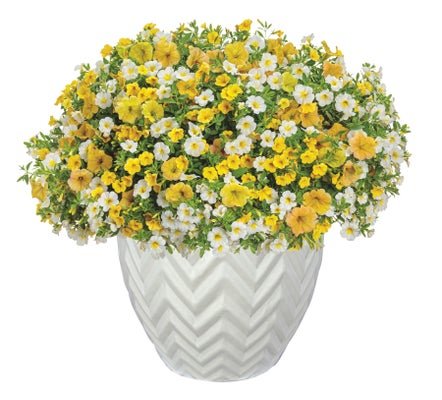 Crushed Pineapple - Patio Container Kit - LandscapeDirect