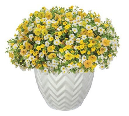Crushed Pineapple - Patio Container Kit - LandscapeDirect