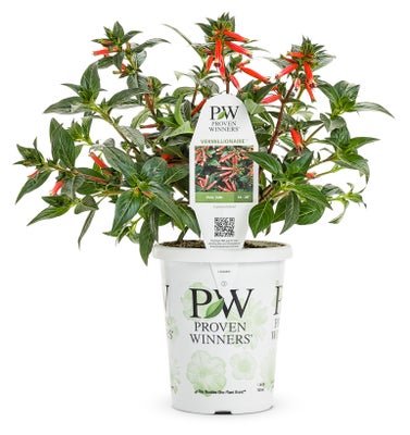 Cuphea Vermillionare - LandscapeDirect