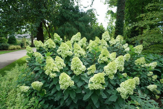 Limelight Prime¬¨¬Æ  Panicle Hydrangea 