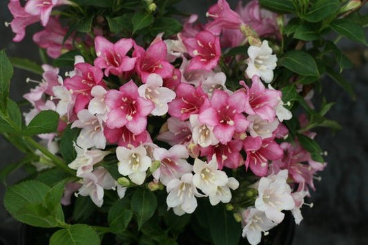 Czechmark Trilogy Weigela florida - LandscapeDirect