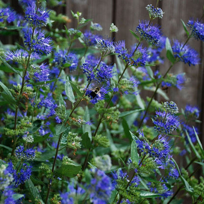 Dark Knight Bluebeard - LandscapeDirect