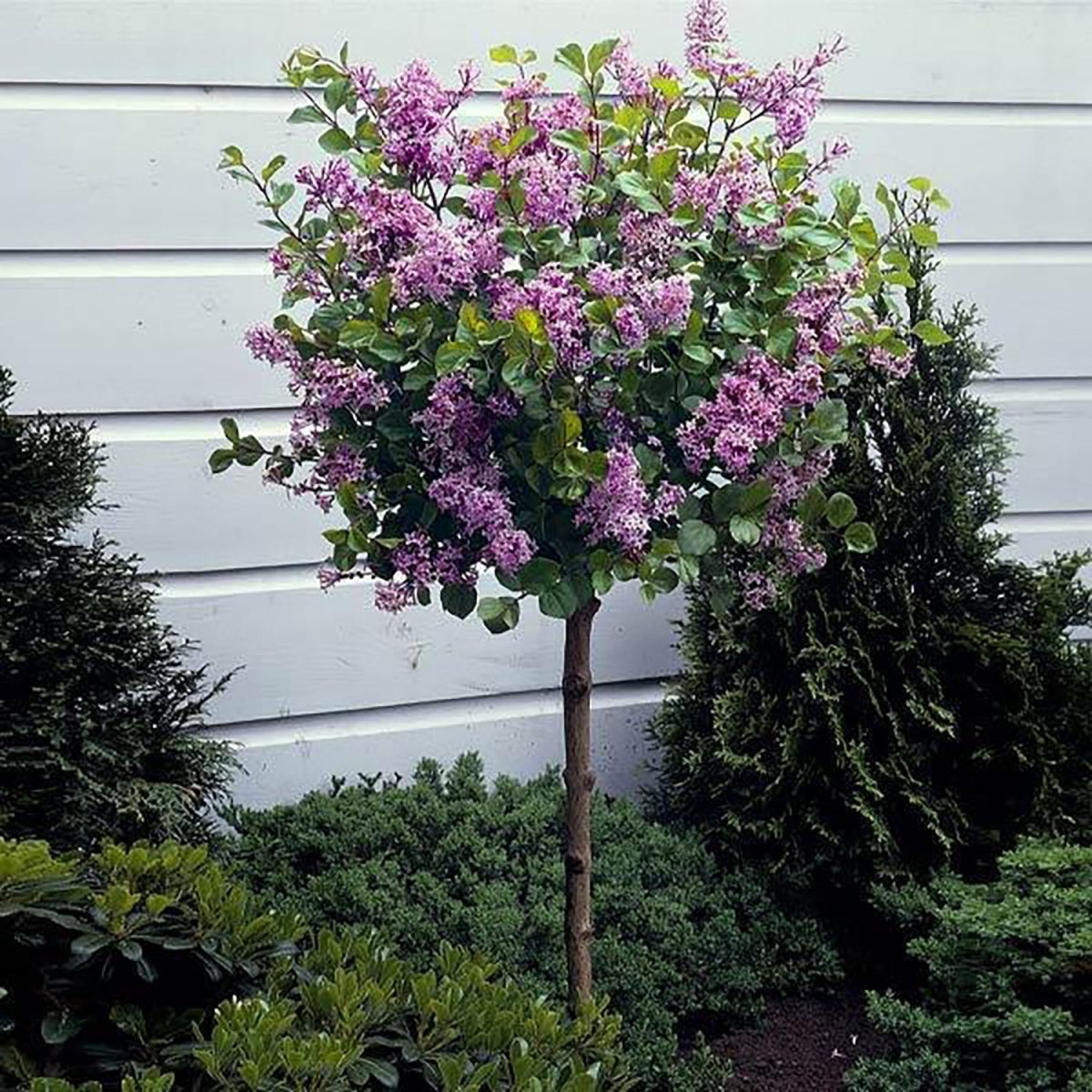 Dark Purple Dwarf Lilac – LandscapeDirect