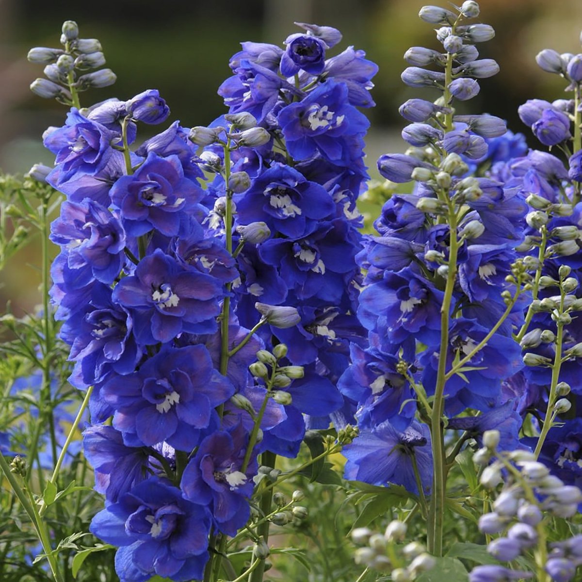 Dasante Blue Larkspur - LandscapeDirect
