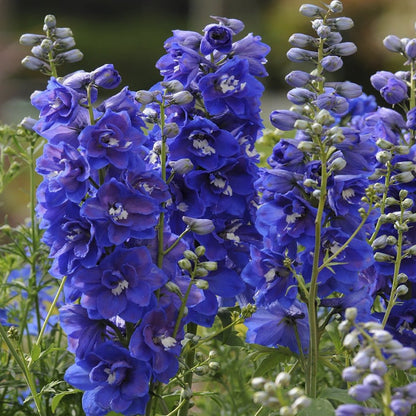 Dasante Blue Larkspur - LandscapeDirect