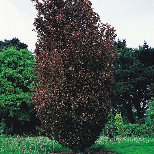 Dawyck Purple Beech - LandscapeDirect