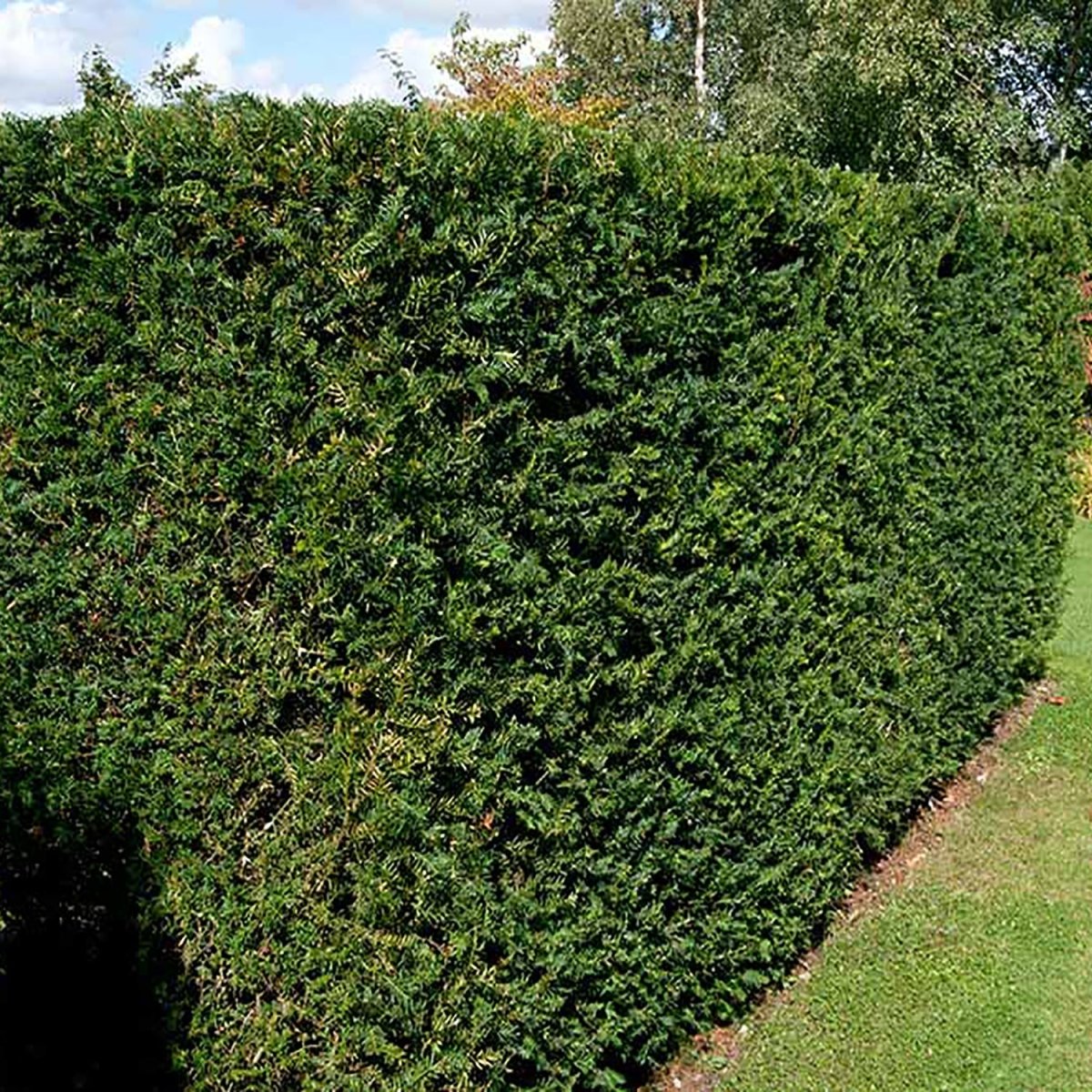 Dense Yew - LandscapeDirect