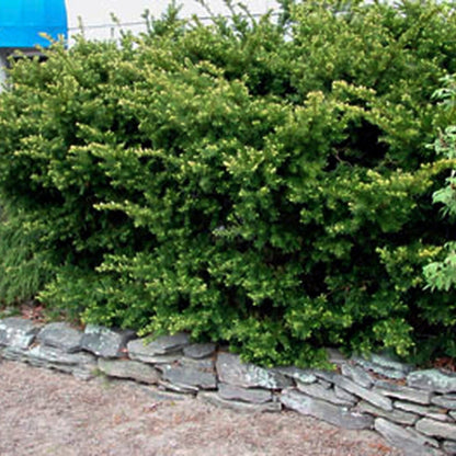Dense Yew - LandscapeDirect