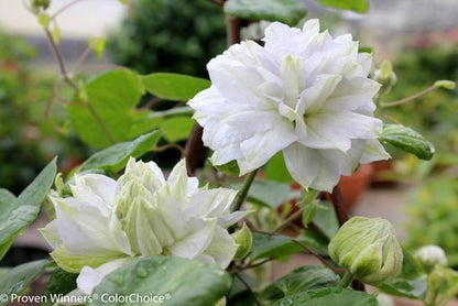 'Diamond Ball' Clematis sp. - LandscapeDirect