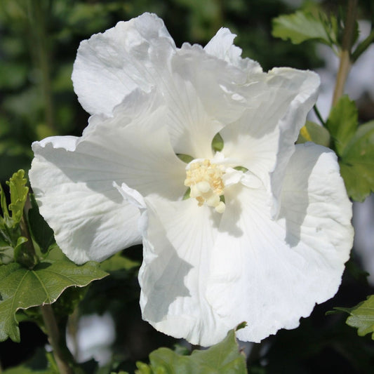 Diana Rose of Sharon/Althea - LandscapeDirect