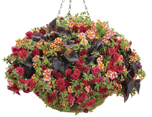 Do the Jive - Hanging Basket Kit - LandscapeDirect