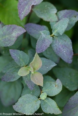Double Play Blue Kazoo Spirea - LandscapeDirect