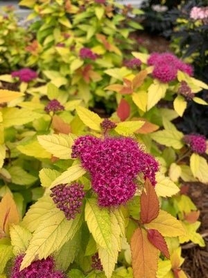 Double Play Candy Corn Spirea - LandscapeDirect