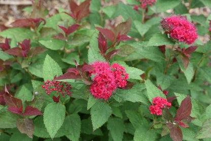 Double Play Doozie Spirea - LandscapeDirect