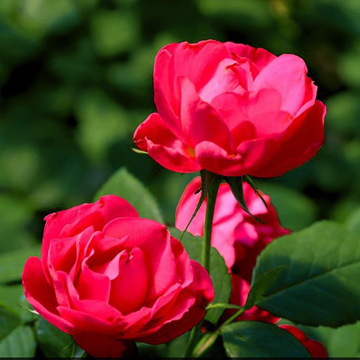 Double Red Shrub Rose - LandscapeDirect