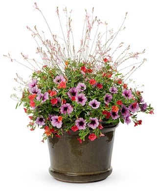 Drinks At Sunset - Patio Container Kit - LandscapeDirect