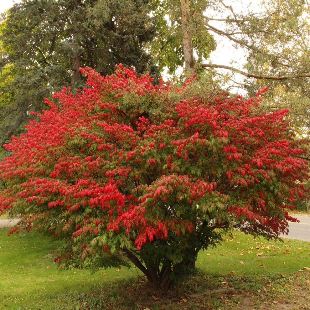 Dwarf Bus Dwarf Burning Bush โ LandscapeDirect