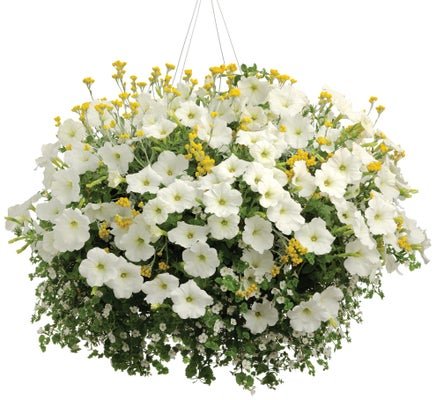 Early Bird - Hanging Basket Kit - LandscapeDirect