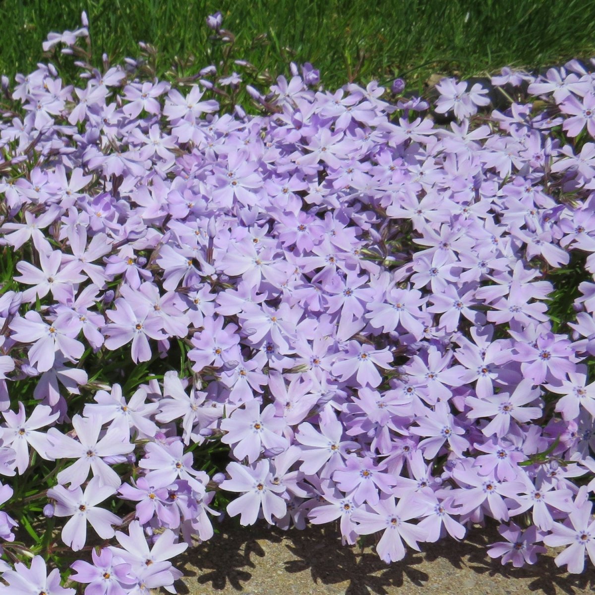 Emerald Blue Creeping Phlox - LandscapeDirect
