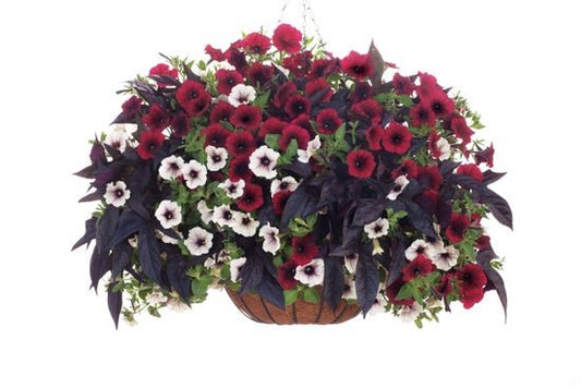 Enchanted Garden - Basket - Hanging Basket Kit - LandscapeDirect