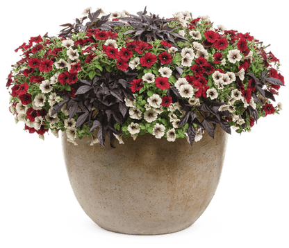 Enchanted Garden - Patio Container Kit - LandscapeDirect