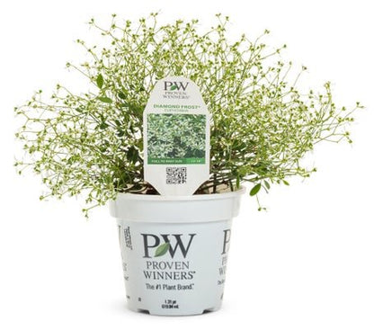 Euphorbia Diamond Frost - LandscapeDirect