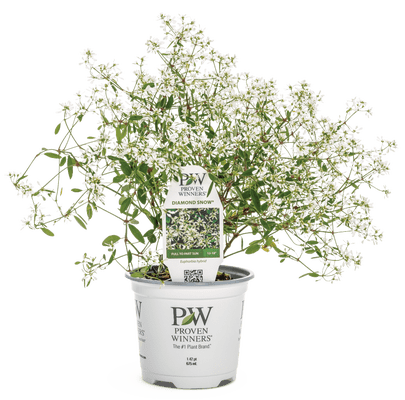 Euphorbia Diamond Snow - LandscapeDirect