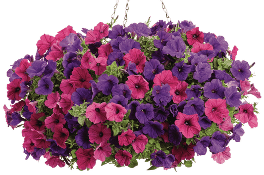 Exclamation - Hanging Basket Kit - LandscapeDirect