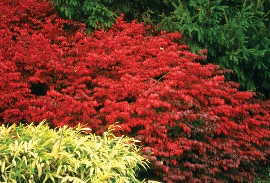 Fire Ball Burning Bush - LandscapeDirect