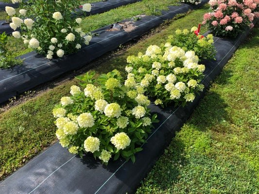 Fire Light Tidbit Panicle Hydrangea - LandscapeDirect