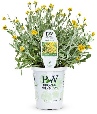 Flambe Yellow - LandscapeDirect