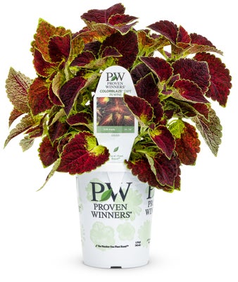 Coleus ColorBlaze® Dipt in Wine