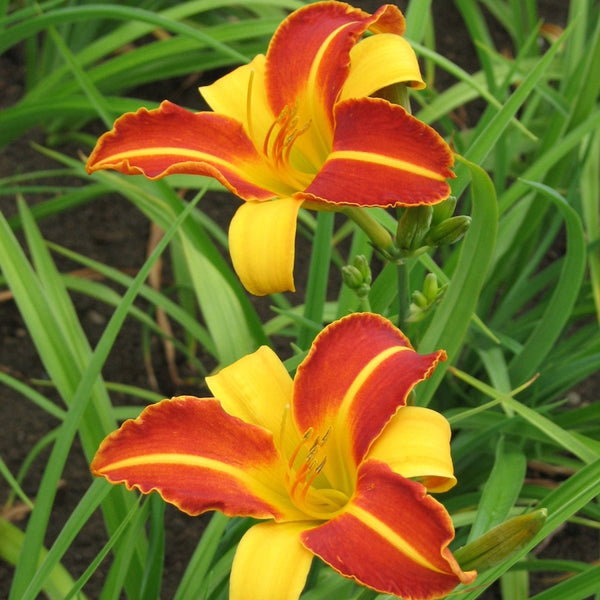 Pas de Fleurs リトグラフ 3/100 Frans Hals Daylily – LandscapeDirect