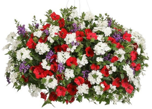 Freedom - Hanging Basket Kit - LandscapeDirect