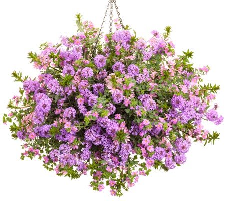 French Kiss - Hanging Basket Kit - LandscapeDirect