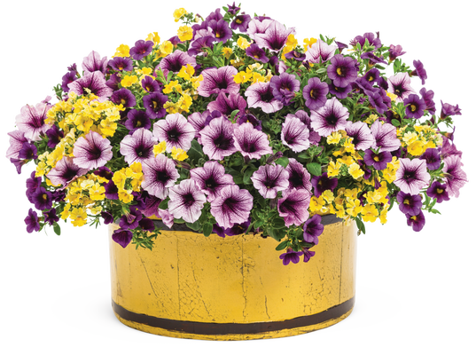 From Paris with Love - Patio Container Kit - LandscapeDirect