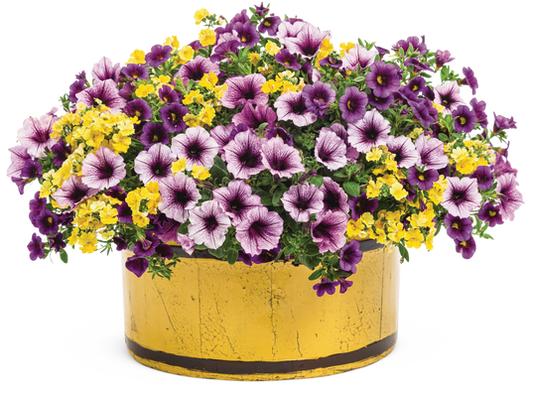 From Paris with Love - Patio Container Kit - LandscapeDirect