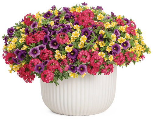 Fruit Salad - upright - Patio Container Kit - LandscapeDirect