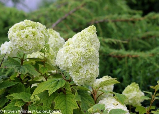 Gatsby Moon Oakleaf hydrangea - LandscapeDirect