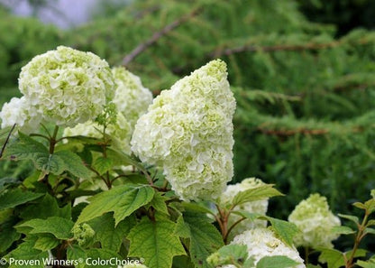 Gatsby Moon Oakleaf hydrangea - LandscapeDirect