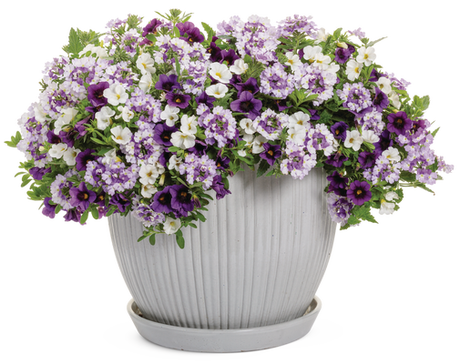 Amethyst Dreams - upright container- Patio Container Kit