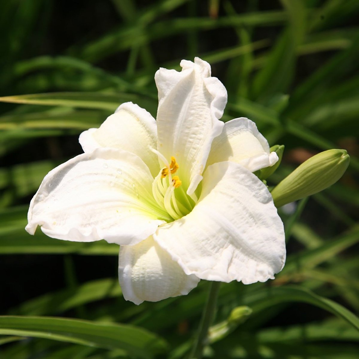 Gentle Shepherd Daylily - LandscapeDirect