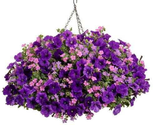Gettin' Groovy - Hanging Basket Kit - LandscapeDirect