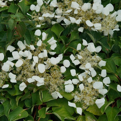 Flirty Girl¬¨¬Æ  False Hydrangea Vine