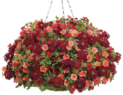 Glam Bam - Hanging Basket Kit - LandscapeDirect