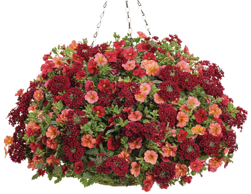 Glam Bam - Hanging Basket Kit - LandscapeDirect