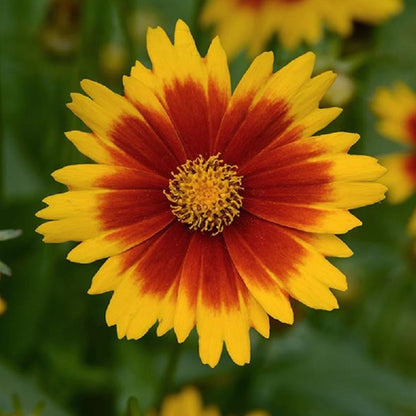 Gold & Bronze Tickseed - LandscapeDirect