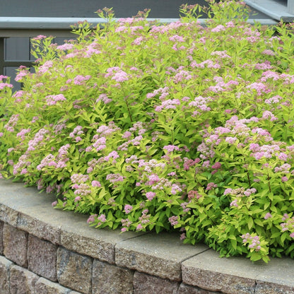 Gold Mound Spirea - LandscapeDirect