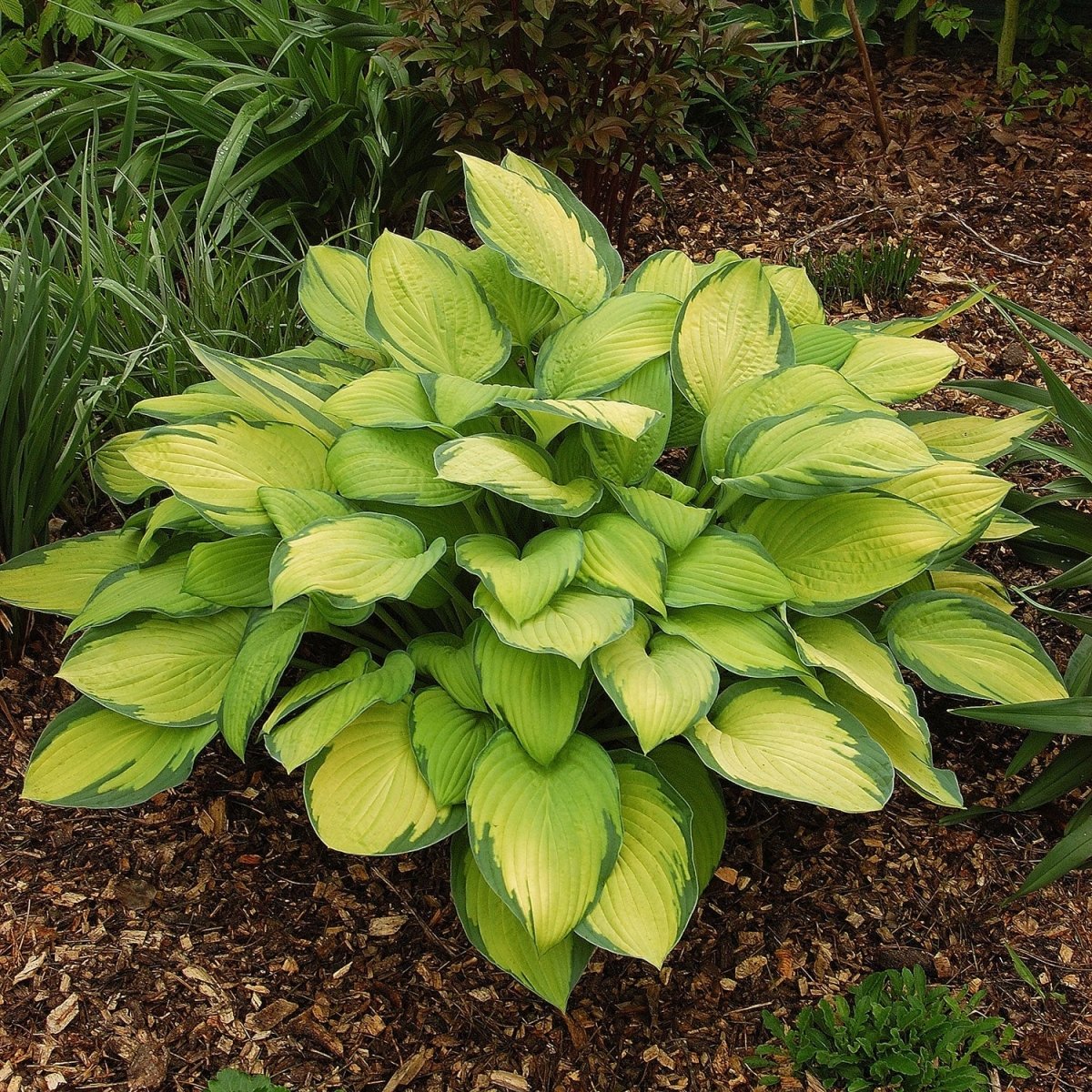 Gold Standard Plantain Lily - LandscapeDirect