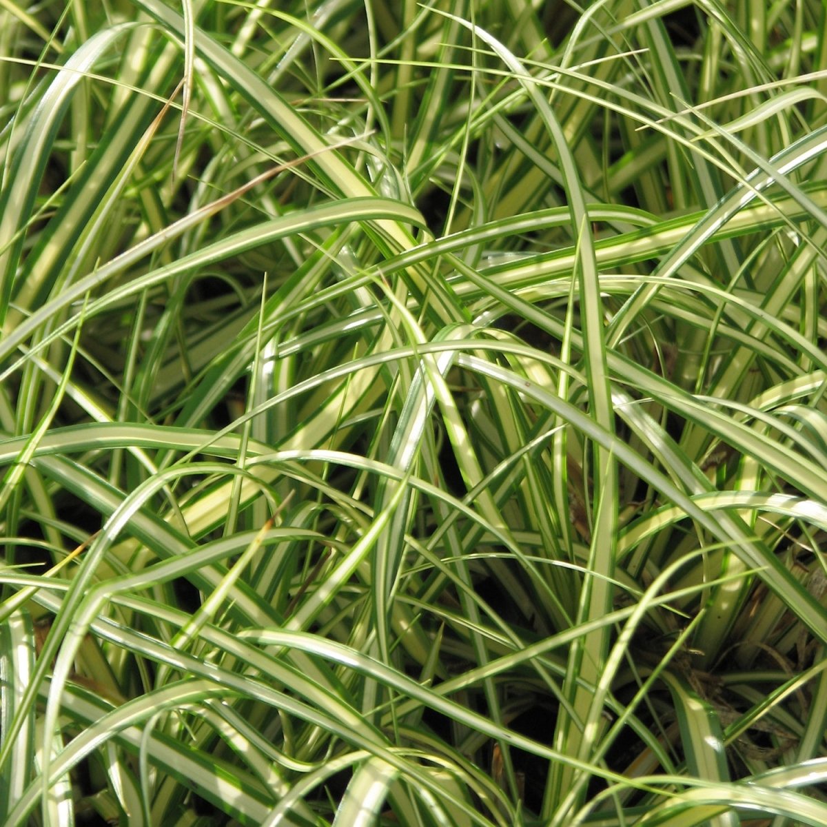 Golden Japanese Sedge - LandscapeDirect